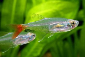 Kankuyruk Tetra 14 Bloodfin Tetra 3 - Kankuyruk Tetra