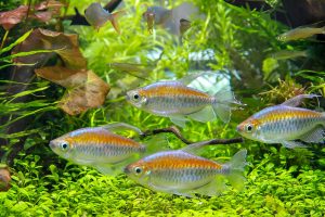 Kongo Tetra 13 Congo Tetra2 1 - Kongo Tetra