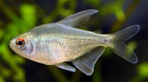 Elmas Tetra 8 Diamond Tetra1 1 - Elmas Tetra