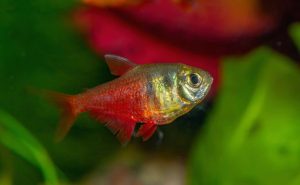 Rio Kırmızı Tetrası 7 Flame Tetra1 1 - Rio Kırmızı Tetrası