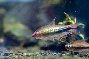 Gökkuşağı Tetra (Nematobrycon Lacortei) 5 Rainbow Tetra1 2 - Gökkuşağı Tetra (Nematobrycon lacortei)