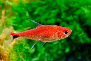 Yakut Tetra 4 Ruby Tetra 1 - Yakut Tetra