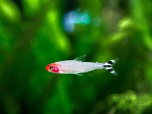 Kırmızı Burun Tetra 9 Rummy Nose Tetra 1 - Kırmızı Burun Tetra