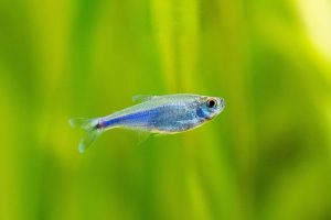 Cochu Mavi Tetra Bakım Rehberi 3 Blue tetra 1 - Cochu Mavi Tetra bakım rehberi