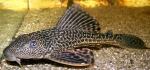 Vatoz (Pleco) Balığı 11 Common Pleco1 1 - Vatoz (Pleco) Balığı