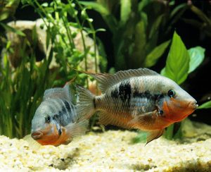 Ateş Ağız Ciklet 15 Firemouth cichlid - Ateş Ağız Ciklet