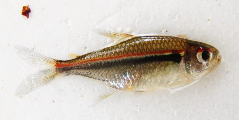 Bayraklı Neon Tetra 1 Flag Tetra - Bayraklı Neon Tetra