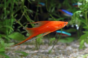 Kılıçkuyruk Balığı Bakım Rehberi 12 Swordtail Fish 2 - Kılıçkuyruk Balığı Bakım rehberi