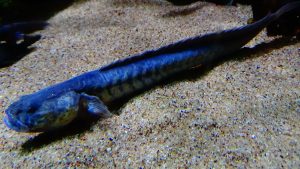 Dragon Goby 16 dragon fish gobies1 1 - Dragon Goby